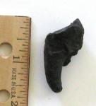 Oligocene Dugong Tooth